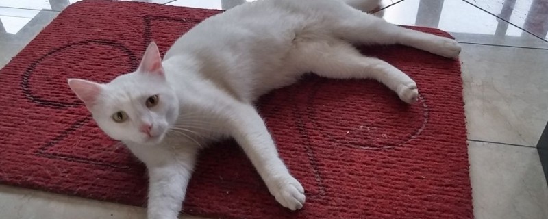 小猫拉屎很臭什么原因