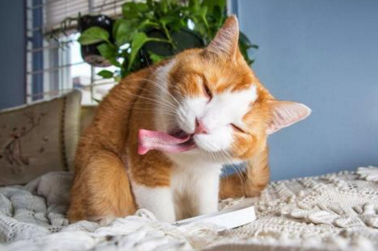 小猫拉屎很臭什么原因