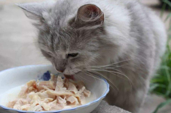 怀孕母猫如何补充营养