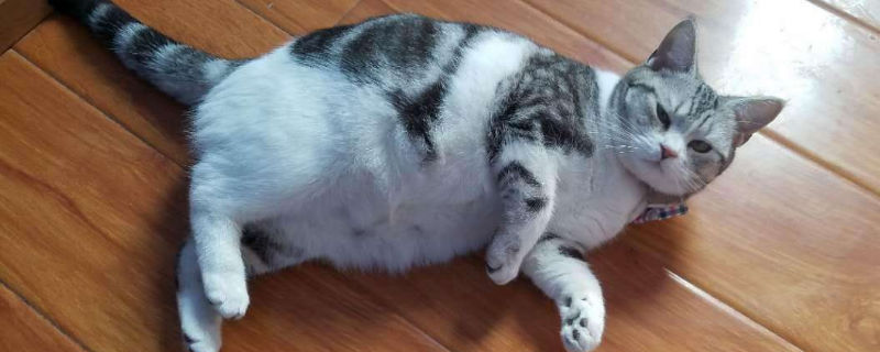 美短怀孕注意事项