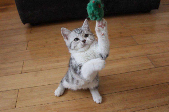 美短怀孕注意事项