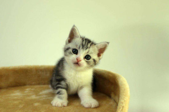 美短怀孕注意事项