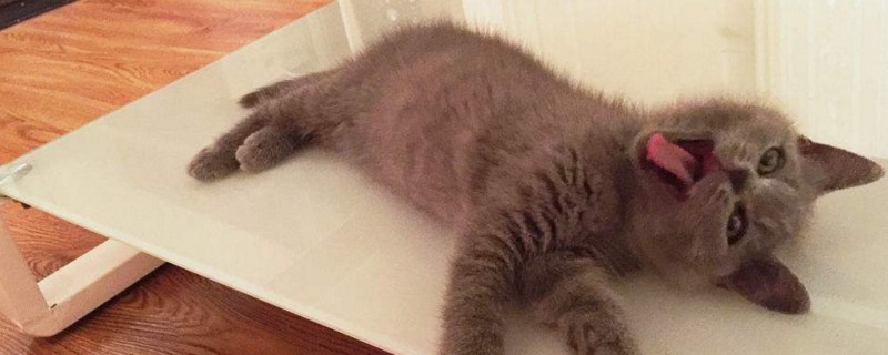 小猫刚出生要注意什么