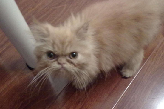 小猫刚出生要注意什么