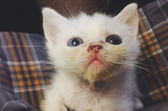 小猫刚出生要注意什么