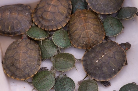 怎样训练乌龟跟人走