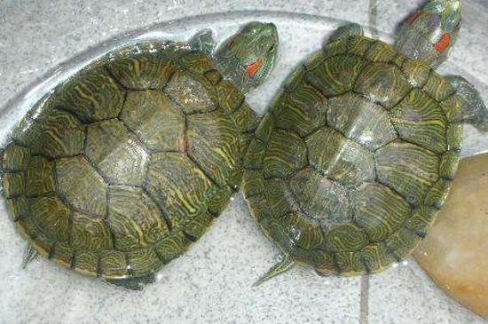 怎样训练乌龟跟人走