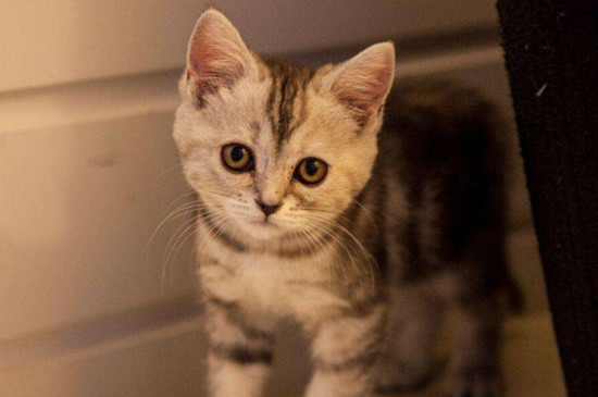 奶糕和幼猫粮的区别