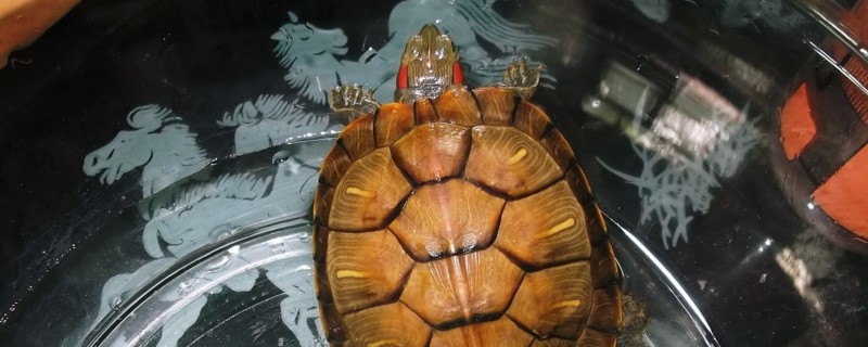 石金钱和金钱龟的区别