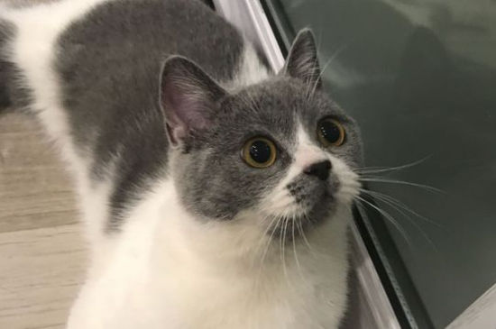 美国蓝猫和英短的区别