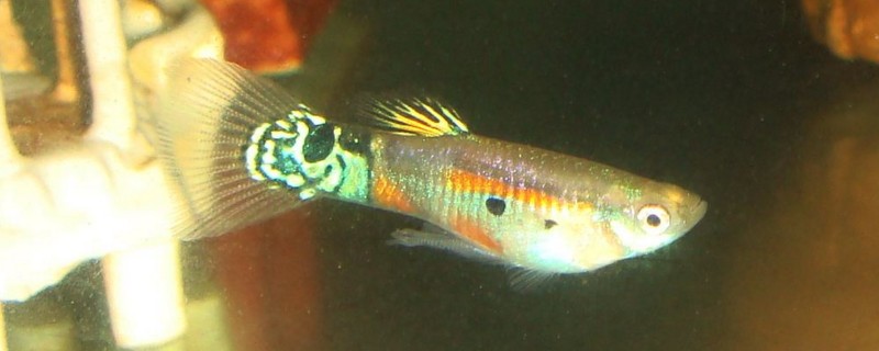 孔雀鱼突然死亡的原因