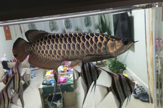 龙鱼掉鳞片多久长好