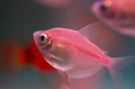 死过鱼的鱼缸怎么消毒