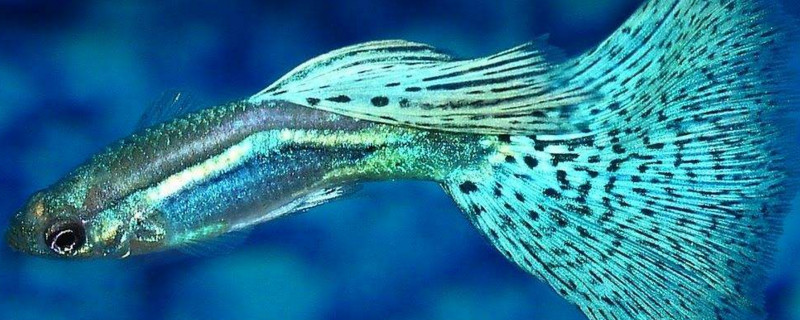 鱼缸中鱼屎的清理妙招