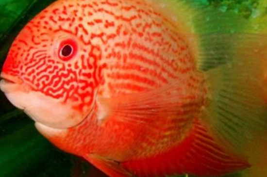 鱼缸中鱼屎的清理妙招