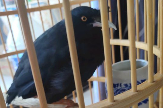 八哥说话说不清楚怎么办