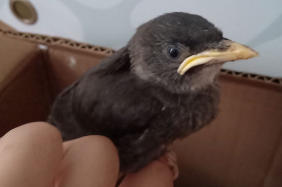 八哥说话说不清楚怎么办