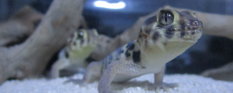 守宫蜥蜴怎么养