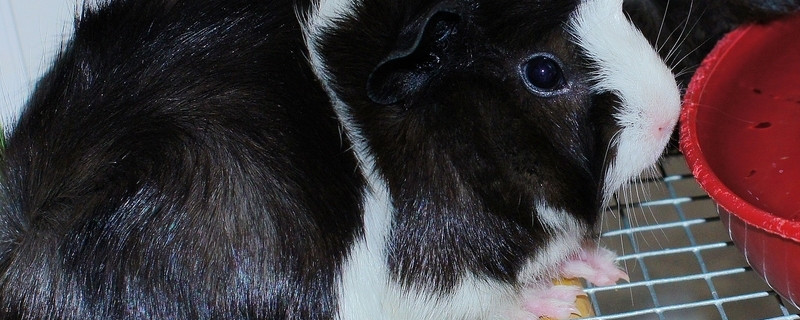 荷兰猪眼睛有分泌物