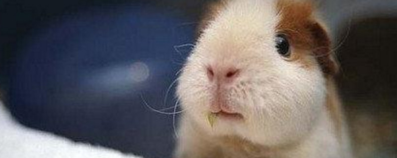 荷兰猪一年生几窝