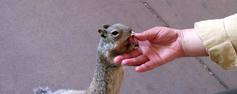 松鼠和仓鼠能一起养吗