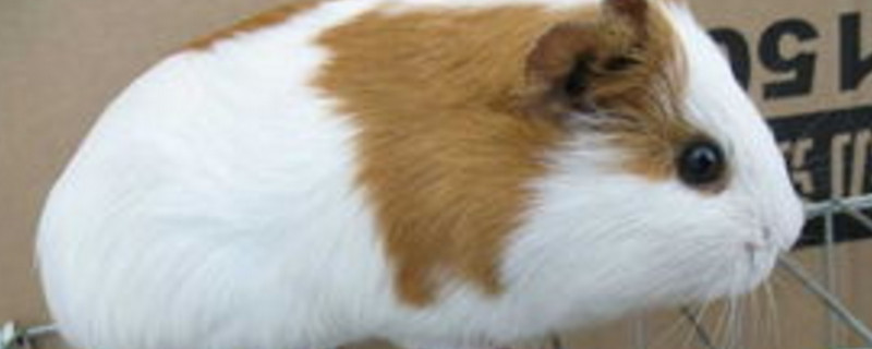 荷兰猪能吃白菜吗