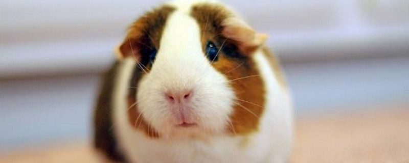 荷兰猪为什么舔主人手