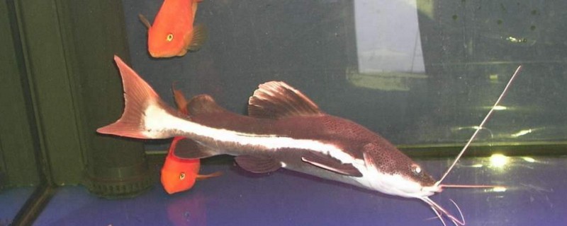 招财猫鱼能活几年