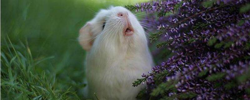养荷兰猪对人有什么危害