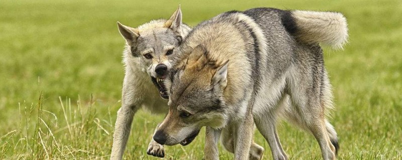 捷克狼犬为什么这么贵