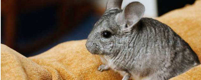 公龙猫可以绝育吗