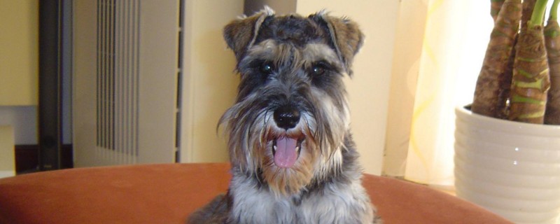 雪纳瑞咬人原因