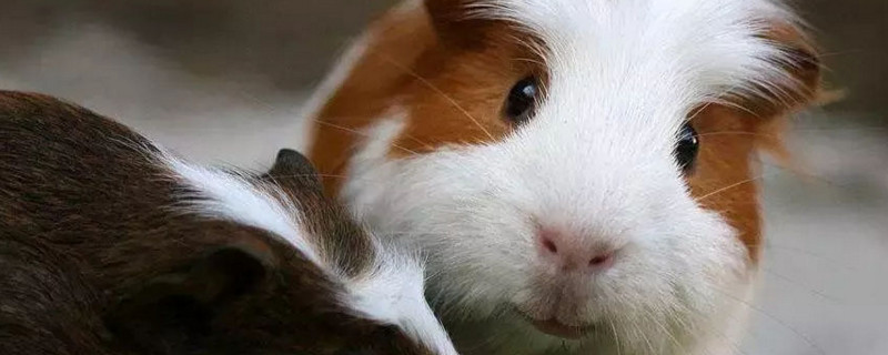 怎么训练荷兰猪跟着你