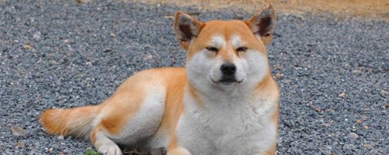 秋田犬可以吃米饭吗