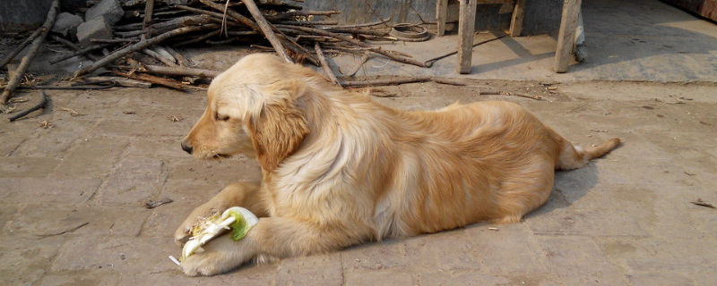 狗狗乱吃东西导致呕吐