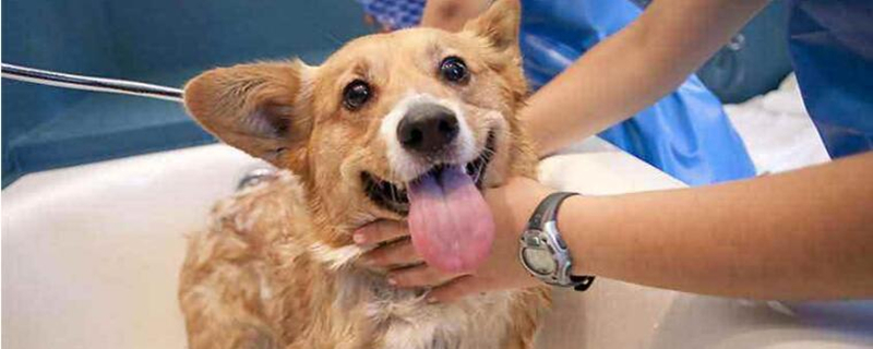 为什么狗狗洗完澡后痒