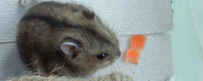 仓鼠生宝宝后几天换窝