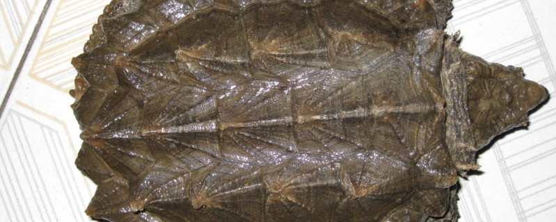 鳄龟尾巴断了怎么办