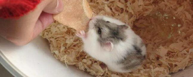 仓鼠妈妈不喂奶怎么办