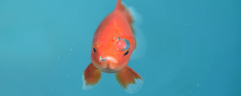 金鱼肚子发黑怎么办