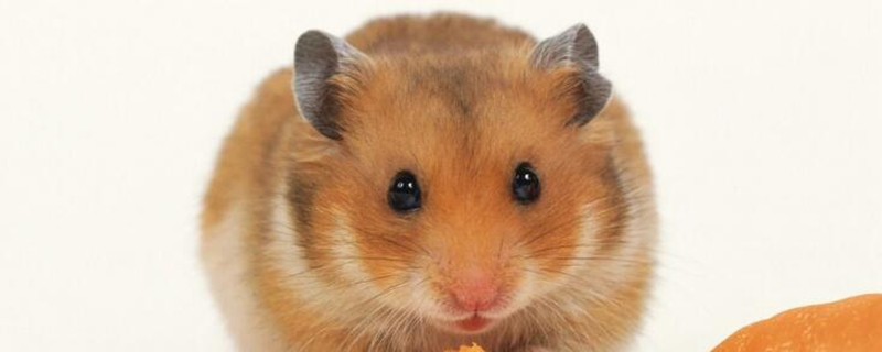 仓鼠熟悉主人表现