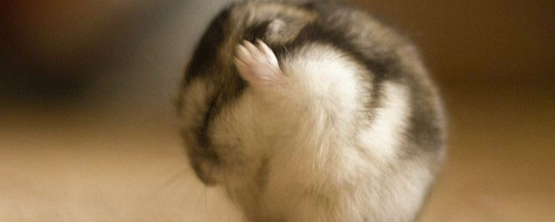 仓鼠眼皮红肿怎么办