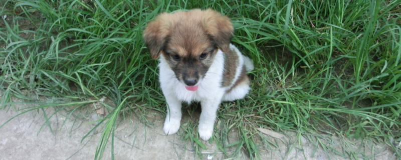 两个月的狗狗注意事项