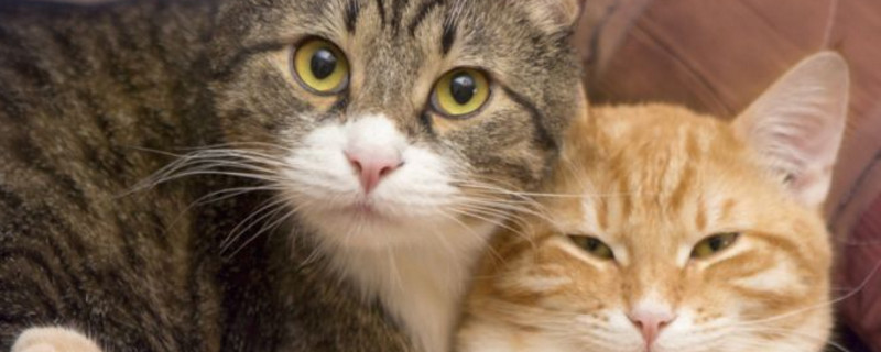 旧猫接受新猫的表现