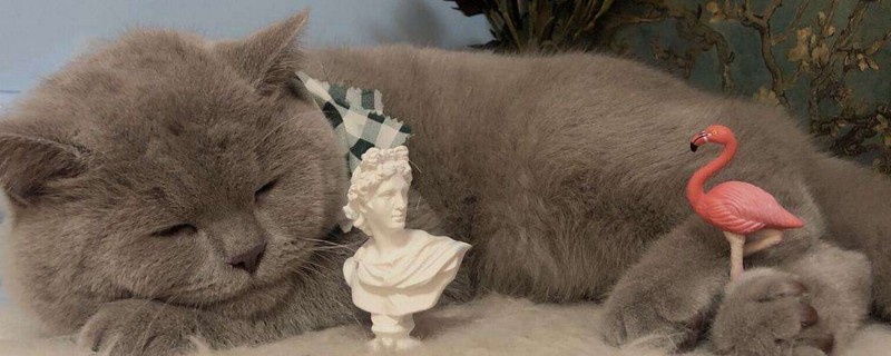 猫咪睡觉被吵醒会生气吗