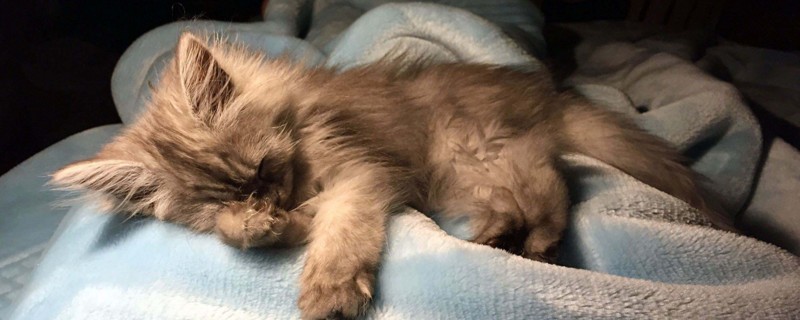 把小猫关起来会恨人吗,小猫关笼子里后果