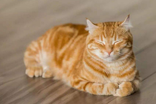 把小猫关起来会恨人吗,小猫关笼子里后果