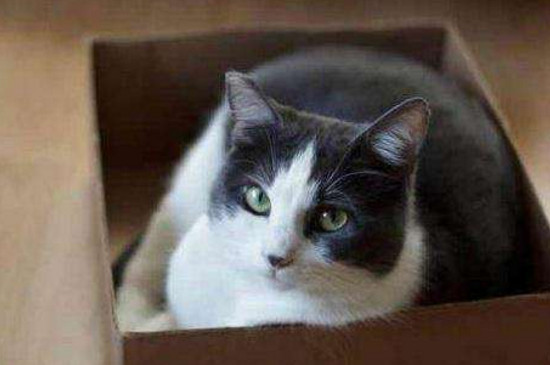 把小猫关起来会恨人吗,小猫关笼子里后果