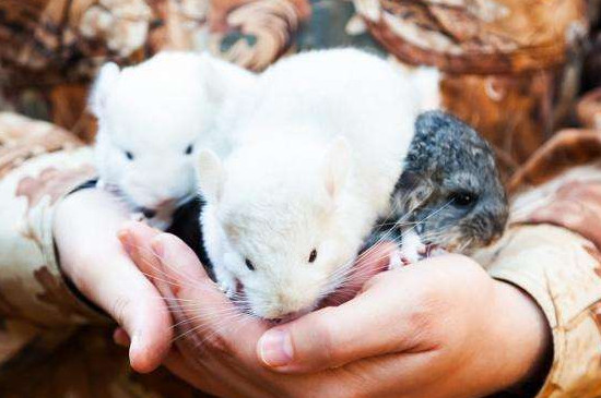 怎么防止龙猫飞毛