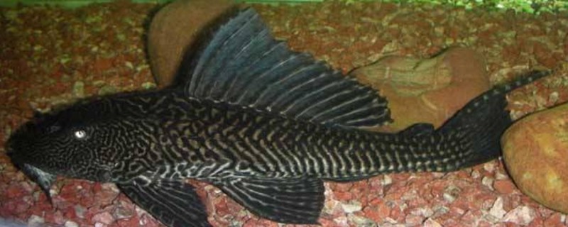 如何让清道夫干活